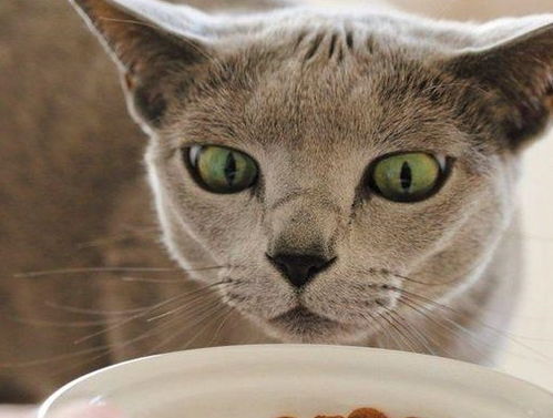 猫为什么要把食物埋起来 其实并不是食物出了问题