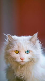 猫咪取名字女孩蓝白的,好听的女猫咪名字大全
