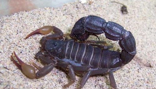 常温养殖的蝎种和控温养殖的蝎种的不同,以及蝎子的培育
