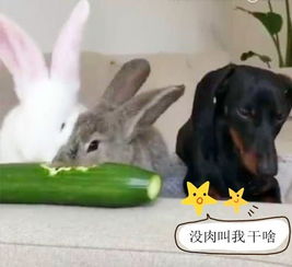 喂兔子吃黄瓜,却不料一旁的狗子表情亮了,狗子 没有肉叫我干啥 