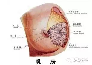 从乳房竞然能看出这么多学问 