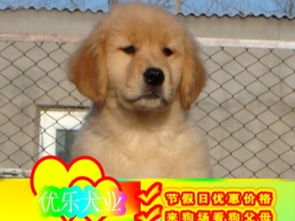 图 正规狗场繁殖 随时送货 种公借配 可看狗父母 金毛犬 北京宠物狗 