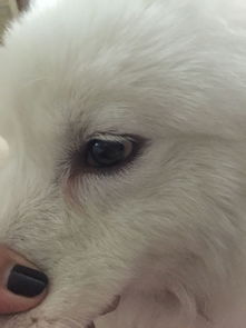 狗狗眼睛怎么有红血丝,萨摩耶5个多月 