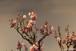 梅花香自苦寒来的优秀作文