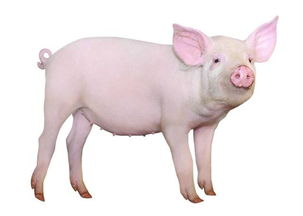 为何养猪户会说“保育猪最难养呢”，具体难在哪如何避免