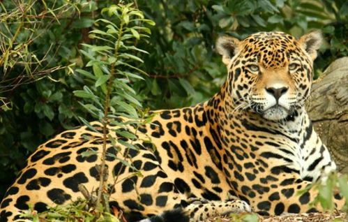 美洲豹,生活在美洲的一种大型猫科动物