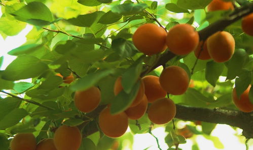农村树上的果子,保护眼睛,被誉为 神奇之果 ,可预防慢性疾病