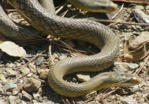 罕见的蛇群体交媾 成千上万条蛇集体交配奇观