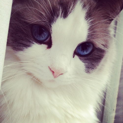 美丽的布拉多尔猫