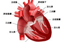 梦见心脏 梦到心脏是什么意思 周公解梦大全网 