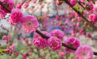 关于春天花的的诗句有哪些