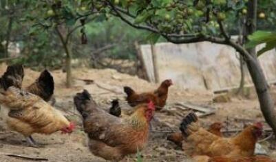 雪贞谈养殖 散养鸡在秋季时需要注意的事项
