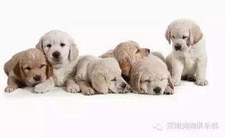 深圳想买狗的朋友,一定要注意以下几点