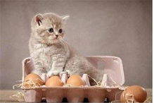 猫可以吃鸡蛋和蛋黄吗 危险是有的,不过选对喂食方式就能避免