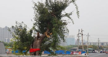 郑州千年古树 复活 市区修大路为其让道