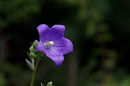 8月将近,这4大星座,桃花盛开,爱情来袭,真爱相伴,携手一生 感情 