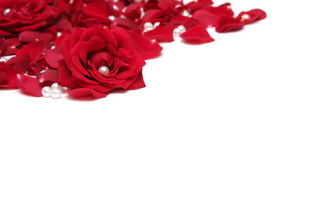 爱情花朵插画精美鲜花特写玫瑰花叶图片素材 模板下载 1.43MB 其他大全 标志丨符号 