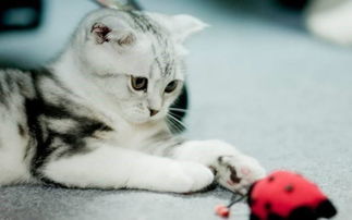 猫咪调皮捣蛋怎么治 打猫的意义真不大,科学育猫有用的多 