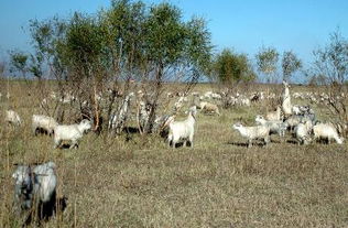 2 禁牧区内山羊啃光防护林 
