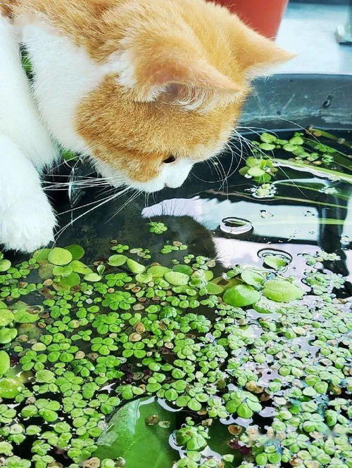 猫咪整天守着鱼缸,可惜里面没有鱼 