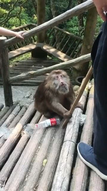 碰了一下猴子的水瓶,猴子马上生气了,还要抢路人的棍子 