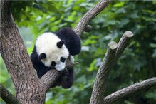 五一小长假,不知道去哪里 到都江堰看萌萌的大熊猫