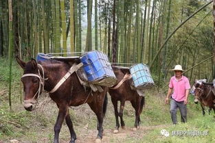 管你是骡子是驴,让我骑着溜溜再说 