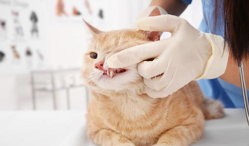 什么是猫口炎 该如何诊断治疗 一篇文章全部告诉你
