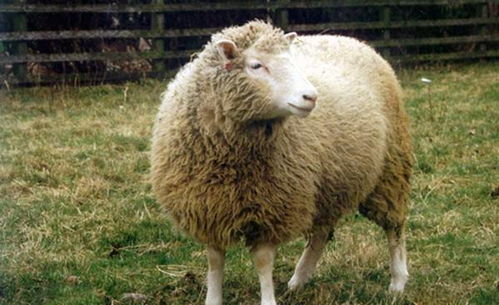24年前英国就能克隆出羊,为何却至今没克隆人 羊的死因让人醒悟