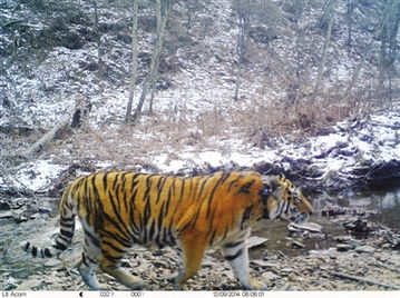 普京所放生老虎在黑龙江被拍到 照片公布 