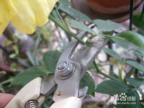 家庭如何养盆栽玫瑰花,家养盆栽玫瑰花全年开花吗？
