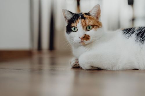 猫传腹治疗期间可以绝育吗