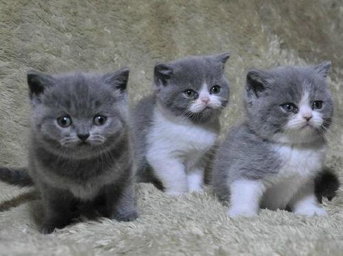 蓝猫幼猫毛色深好还是浅好 蓝猫幼猫好饲养吗
