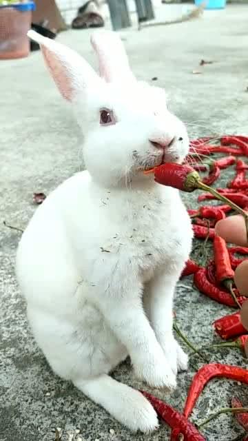 一只喜欢吃辣椒的兔子,也是没谁了,这口味够重啊 