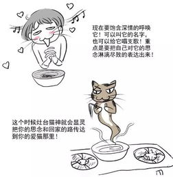 养流浪猫千日终于派上用场,网友通过 猫脉 找回走失2天的猫