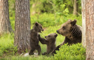 芬兰棕熊幼崽趁妈妈打盹顽皮爬树嬉戏 