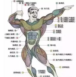 瘦子拼命撸铁都练不出肌肉 可能你一直吃错了 