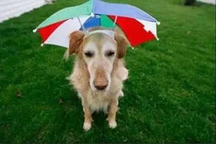 重庆最近老是绵绵细雨,这里告诉大家雨天如何对狗狗较好的护理