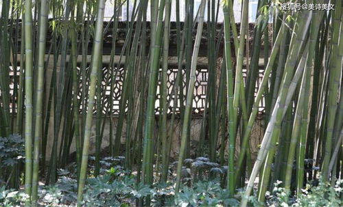 关于竹子的坚韧精神的诗句
