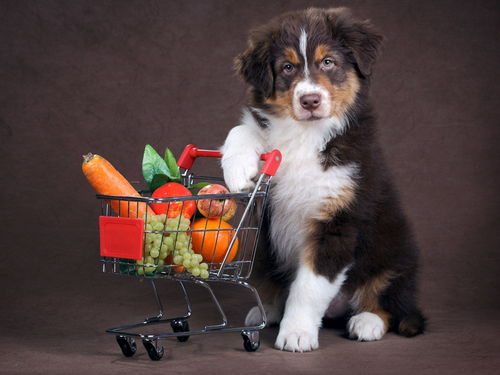 您的狗狗可以吃哪些水果