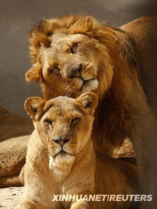 约旦首都安曼动物园里打闹的狮子 
