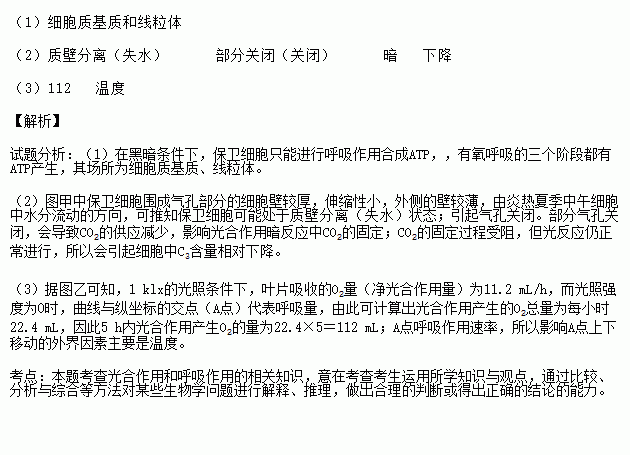 叶和气孔结构示意图 搜狗图片搜索