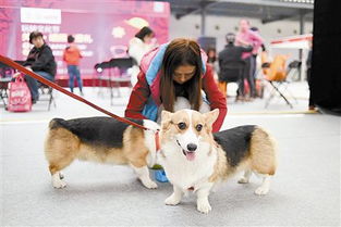 宠物文化节在京开幕 