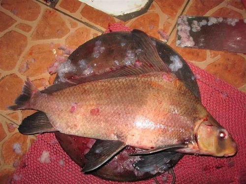 这鱼只出现在少数高档酒店里,属于名副其实的 贵族鱼