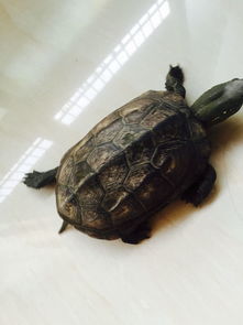 老爸在嘉陵江捡了一只乌龟,回来发现是放生龟,有何寓意 