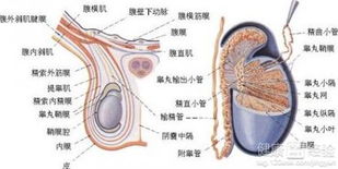 小便疼痛是不是睾丸炎或附睾炎的症状