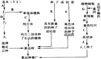 下图为五种不同的育种方法示意图,据图回答 1 图中A F1 D方向所示的途径表示 育种方式,它与 ABC的途径育种方式比较,后者的优越性主要表现在 