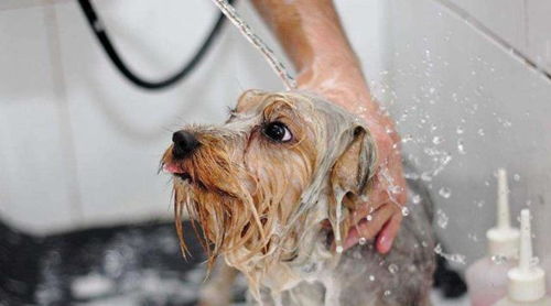 狗狗喜欢用屁股蹭地板,都是主人洗澡,忘记做这事引起的