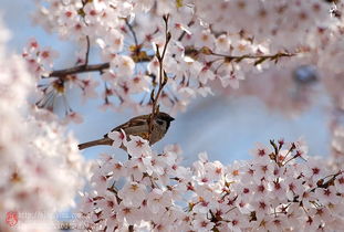 关于樱花与鸟的诗句