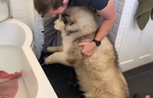 主人刚说要洗澡,结果大狗就不见了,找到它时铲屎官也笑了
